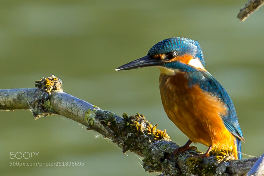 Canon EOS 60D sample photo. Kingfisher photography