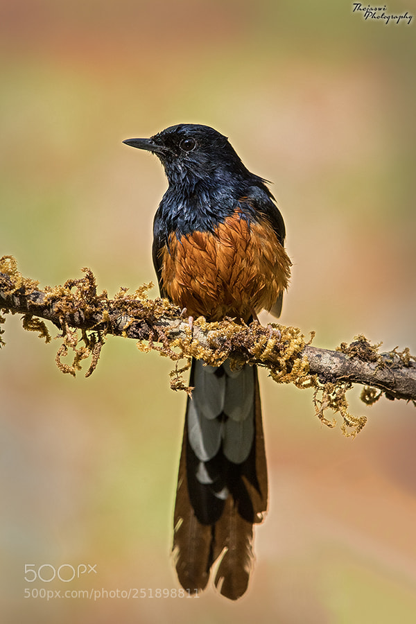 Canon EOS 5D Mark IV sample photo. White-rumped shama photography