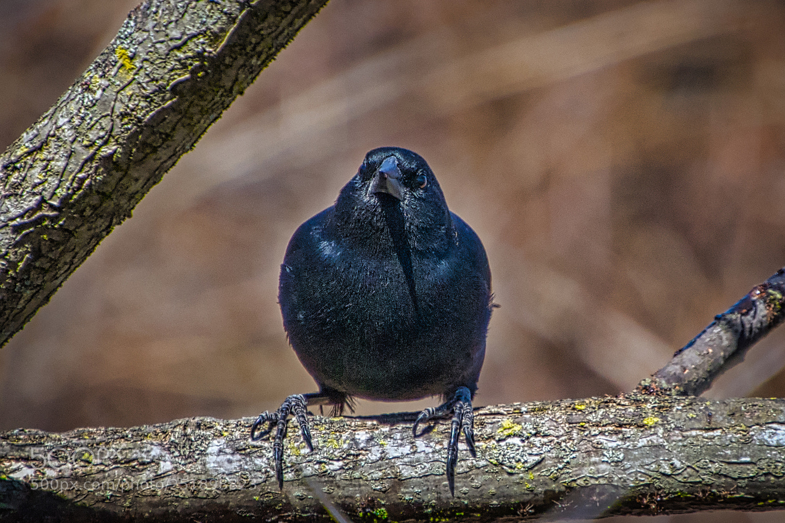 Nikon D7200 sample photo. Blackbird stare down photography