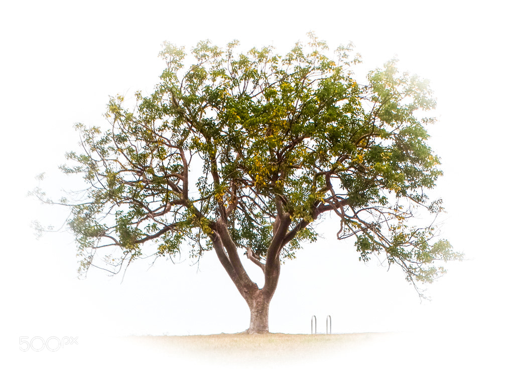 Sony Cyber-shot DSC-HX300 sample photo. Tree of life photography