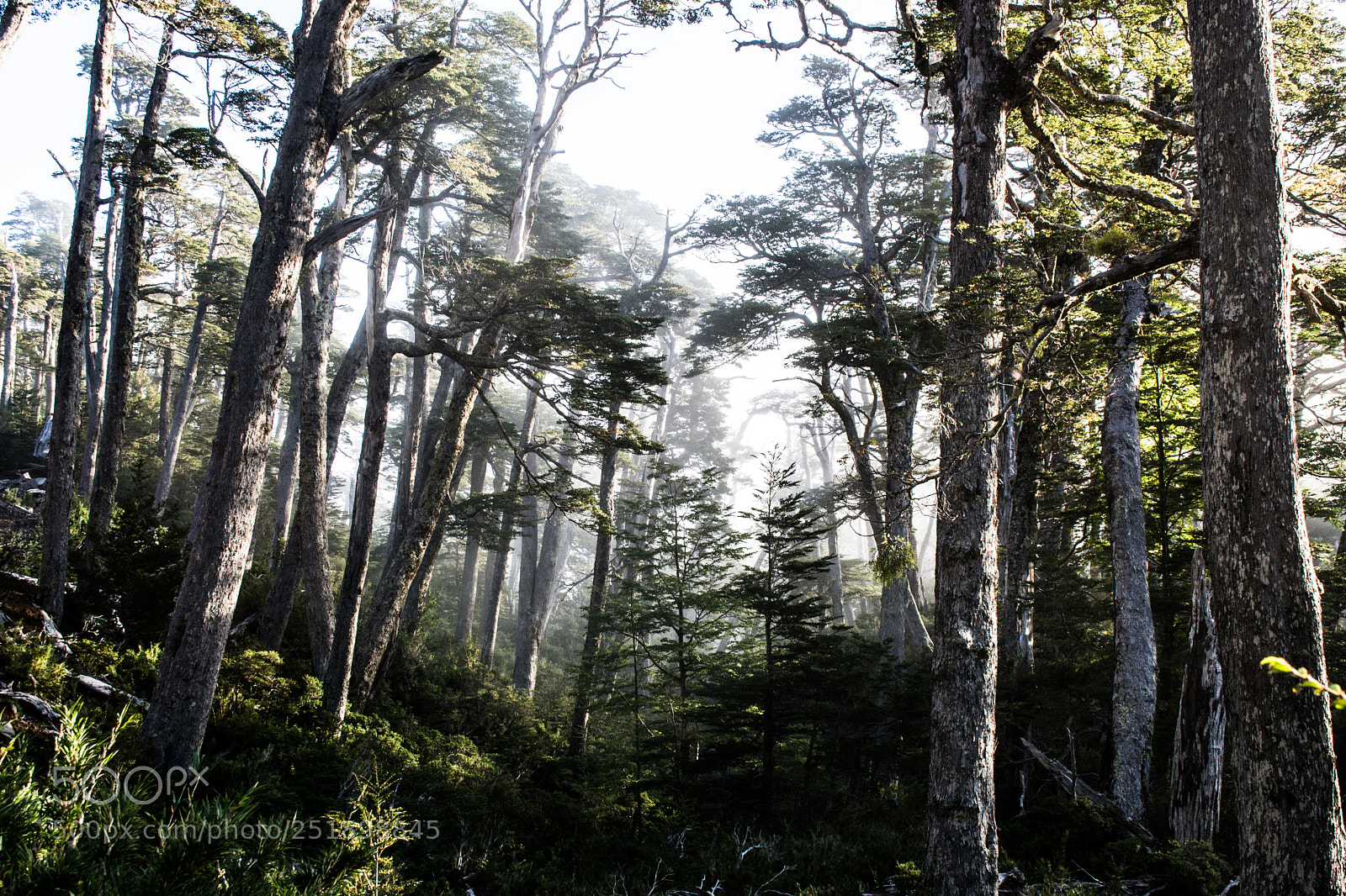 Nikon D5200 sample photo. Forest.jpg photography