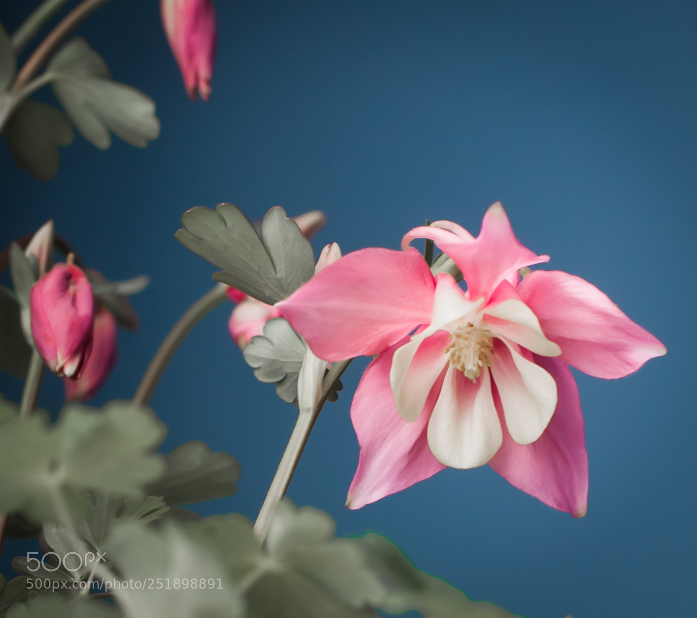 Nikon D700 sample photo. Simply beautiful photography