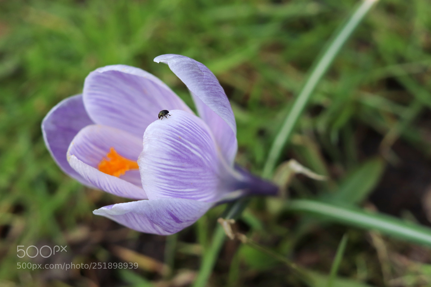 Canon EOS 200D (EOS Rebel SL2 / EOS Kiss X9) + Canon EF 50mm F1.8 STM sample photo. Spring is coming photography