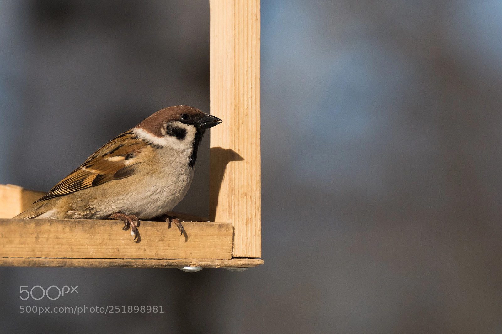 Sony ILCA-77M2 sample photo. Sparrow want some food photography