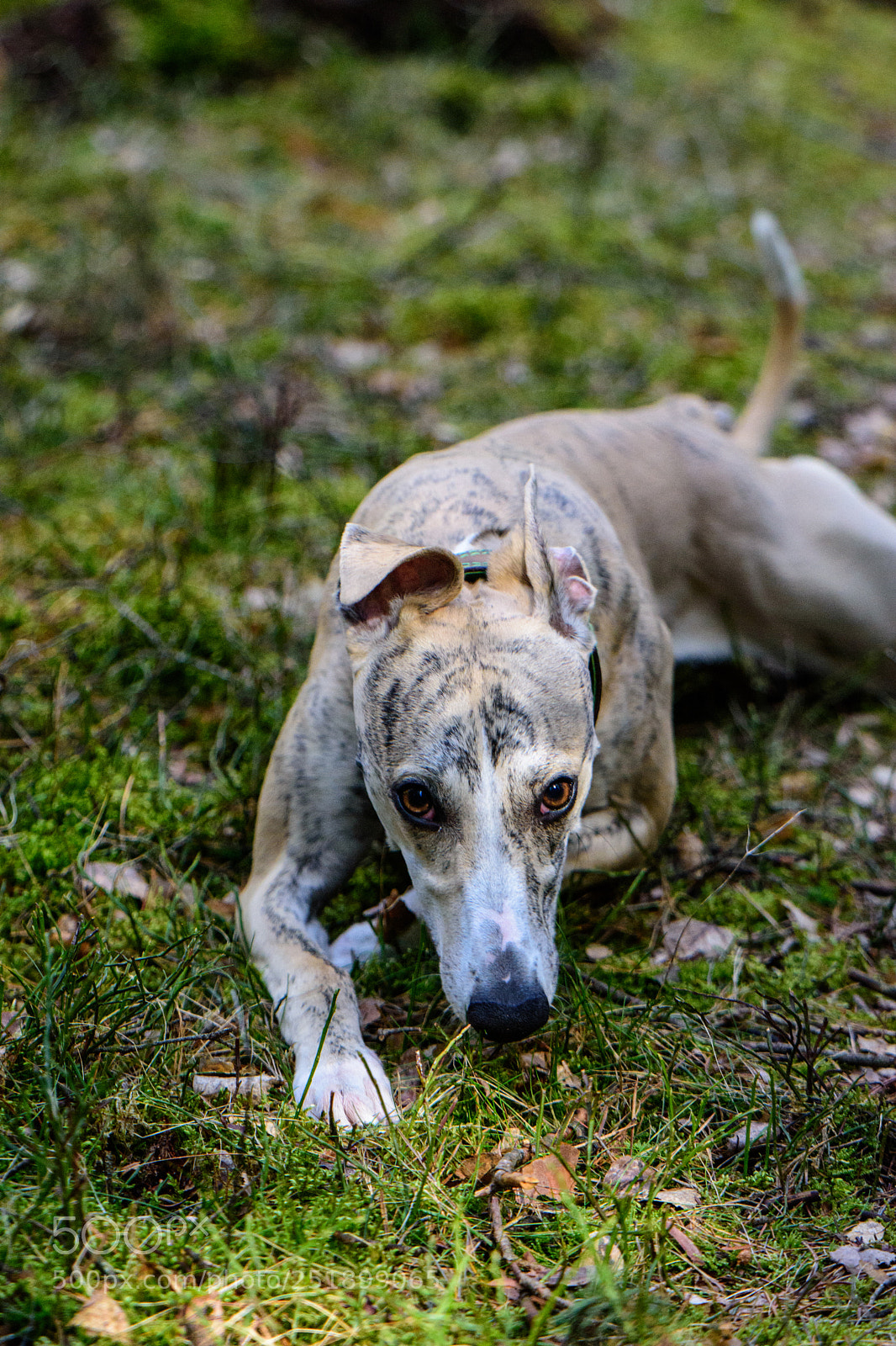 Nikon D7200 sample photo. My whippet ezio ♥ photography