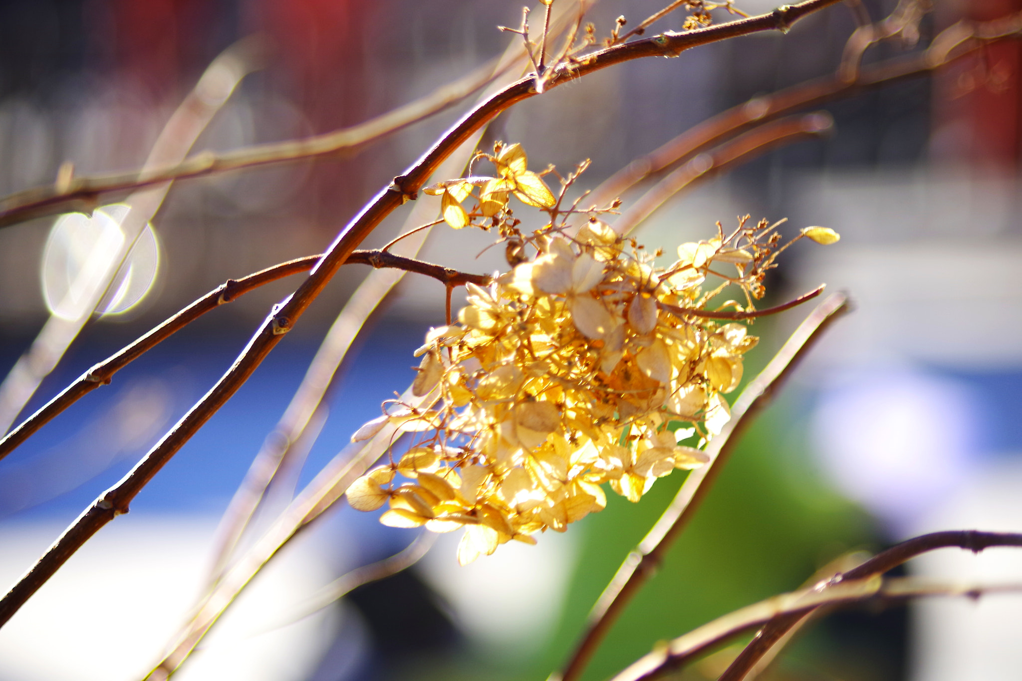 smc PENTAX-DA L 55-300mm F4-5.8 ED sample photo