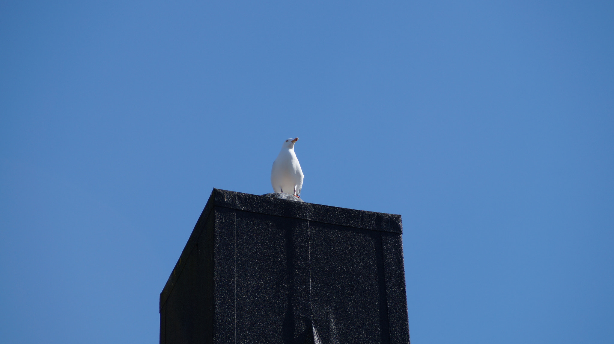 Sony DT 18-200mm F3.5-6.3 sample photo. Captain photography
