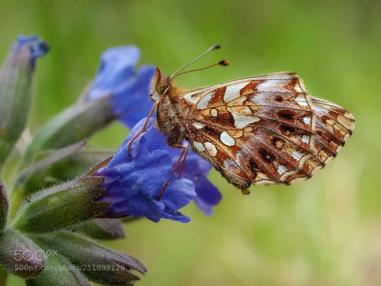 Olympus E-3 sample photo. Boloria dia (weaver's fritillary) photography