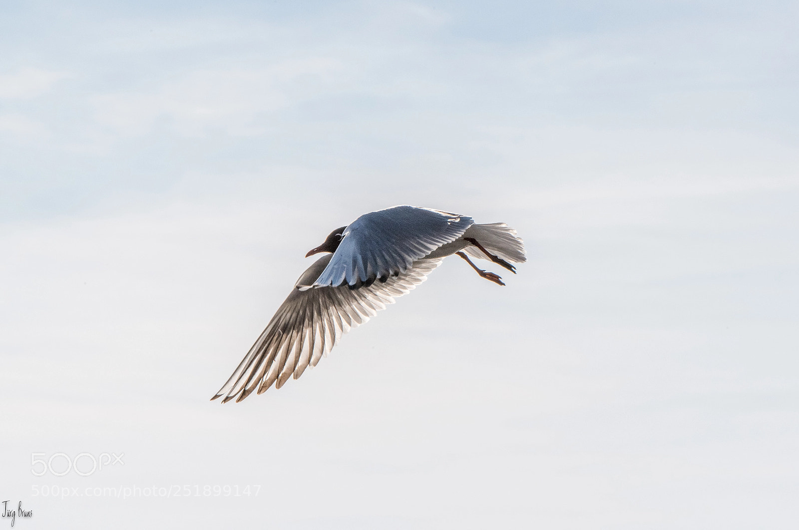Nikon D810 sample photo. Möwe photography