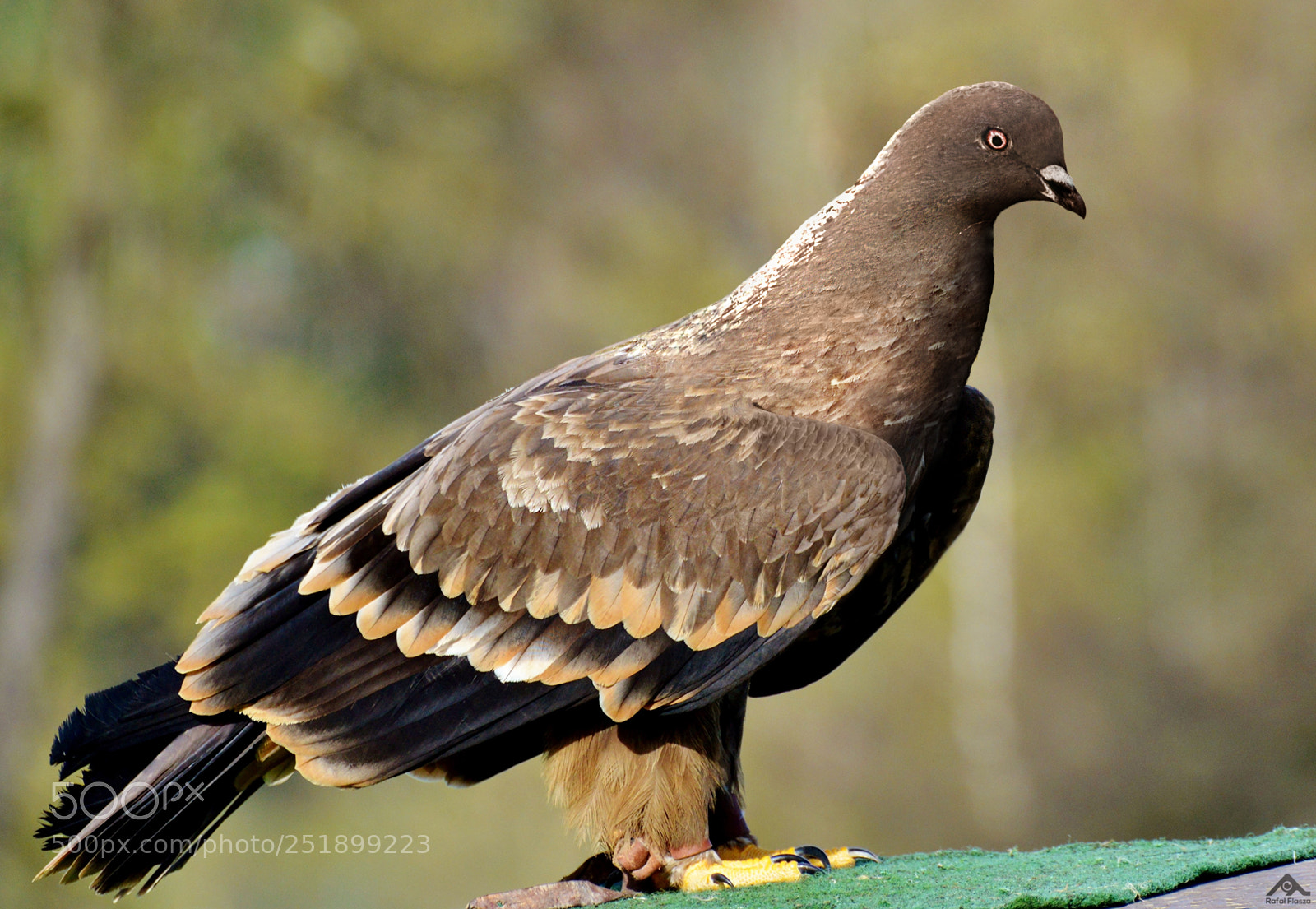 Nikon D3200 sample photo. Eagle + pigeon photography