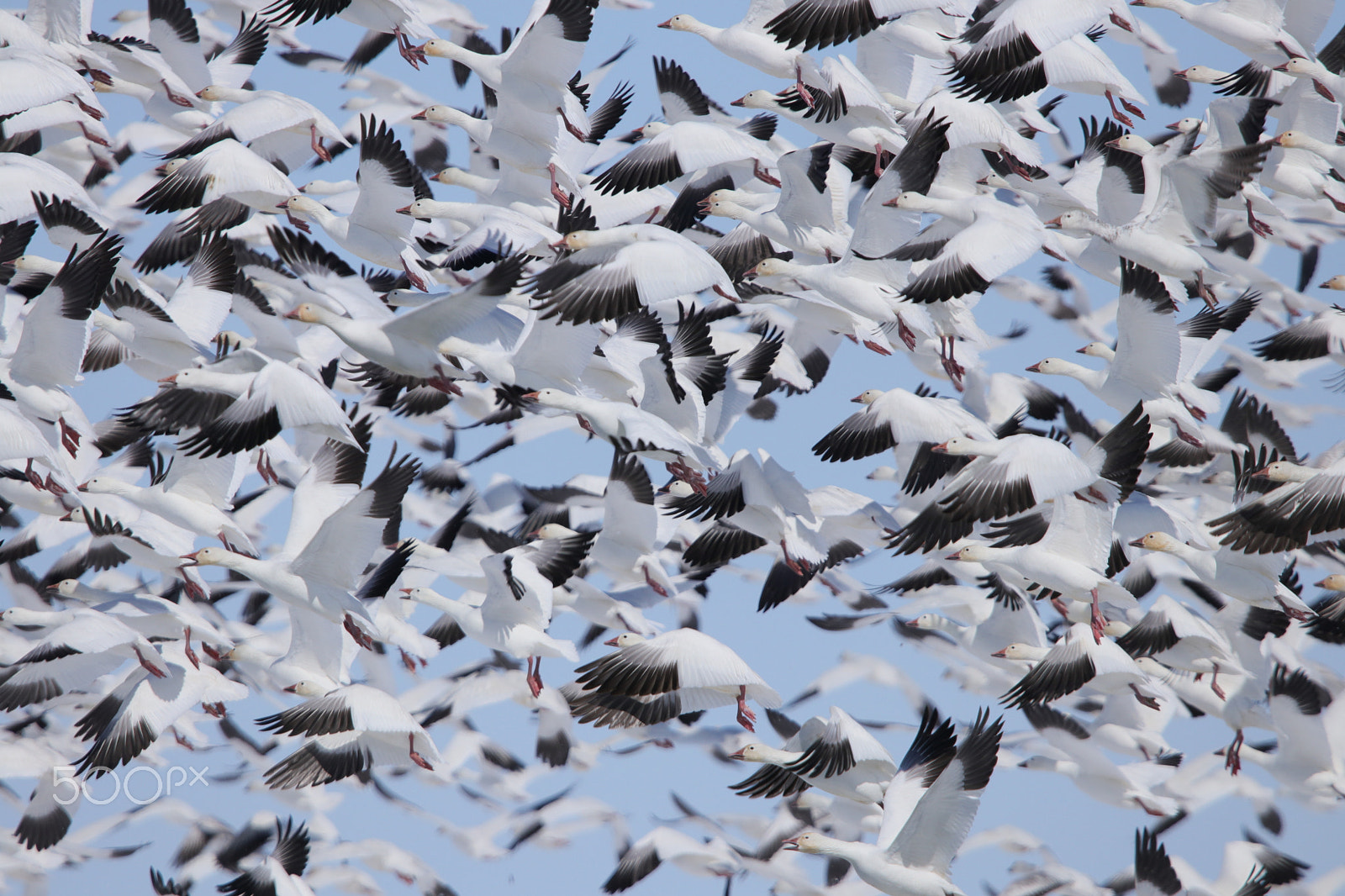 Sigma 150-600mm F5-6.3 DG OS HSM | C sample photo. Snow geese photography
