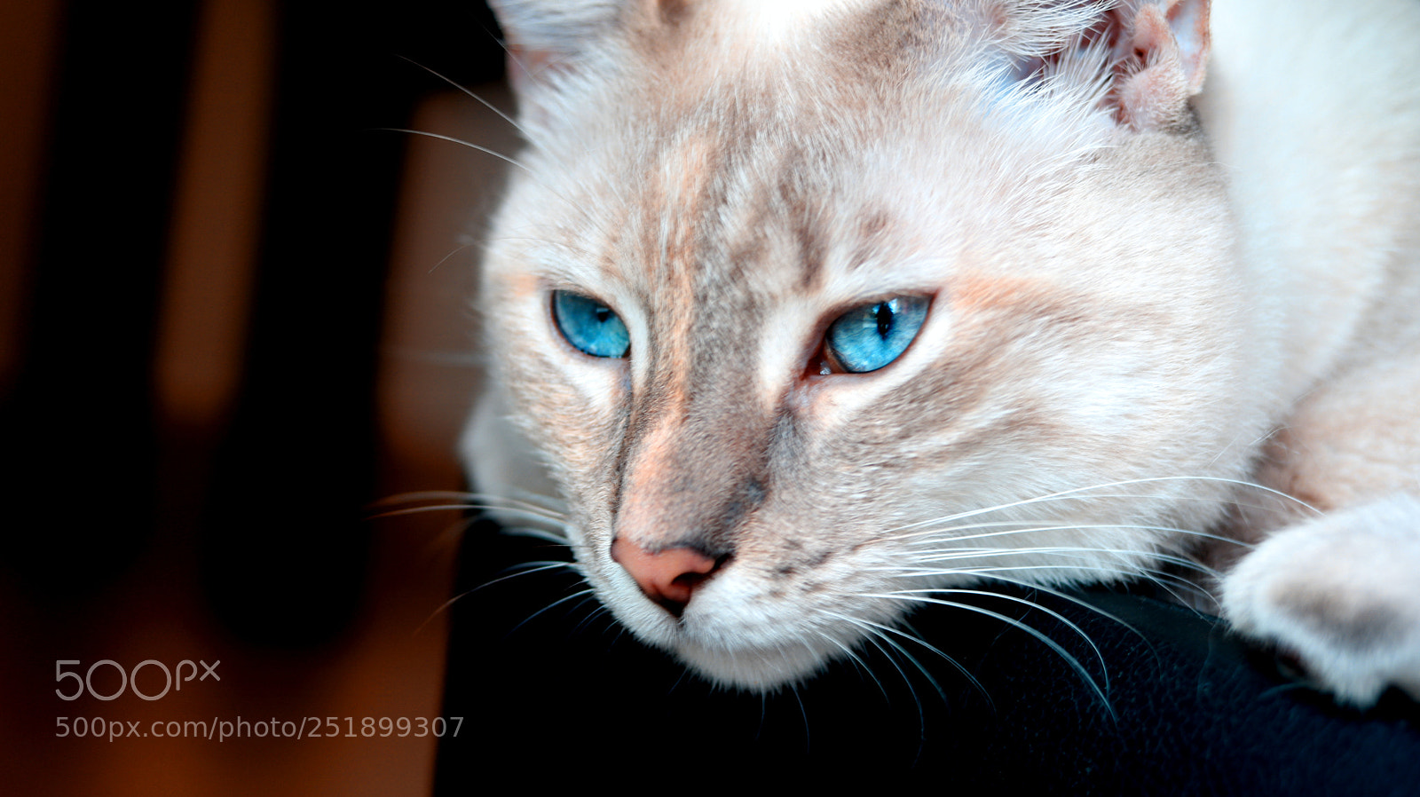 Canon EOS 750D (EOS Rebel T6i / EOS Kiss X8i) sample photo. Img photography
