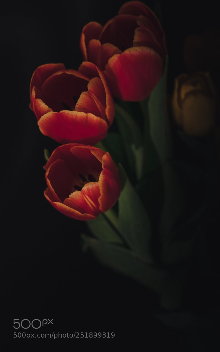 Sony a7R II sample photo. Tulips photography