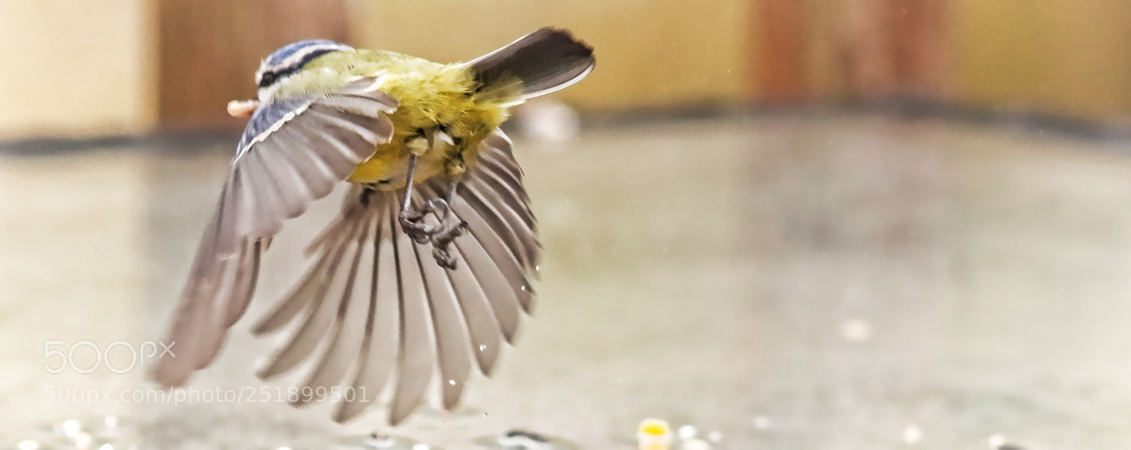 Canon EOS 77D (EOS 9000D / EOS 770D) sample photo. Fly away photography