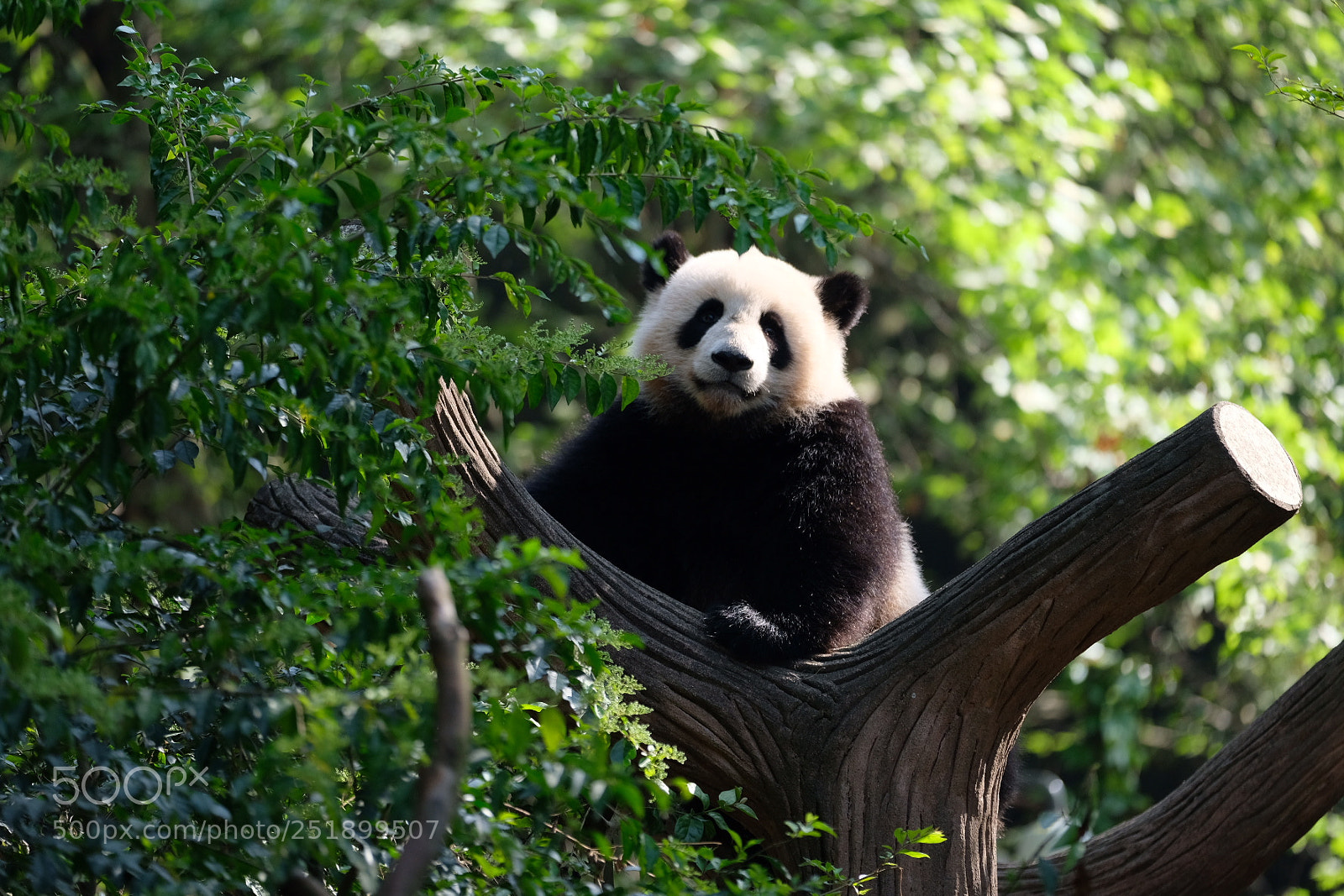 Fujifilm X-T2 sample photo. Giant panda photography