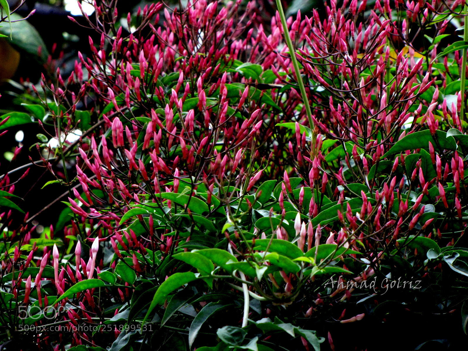 Canon PowerShot SX10 IS sample photo. Banafsh photography