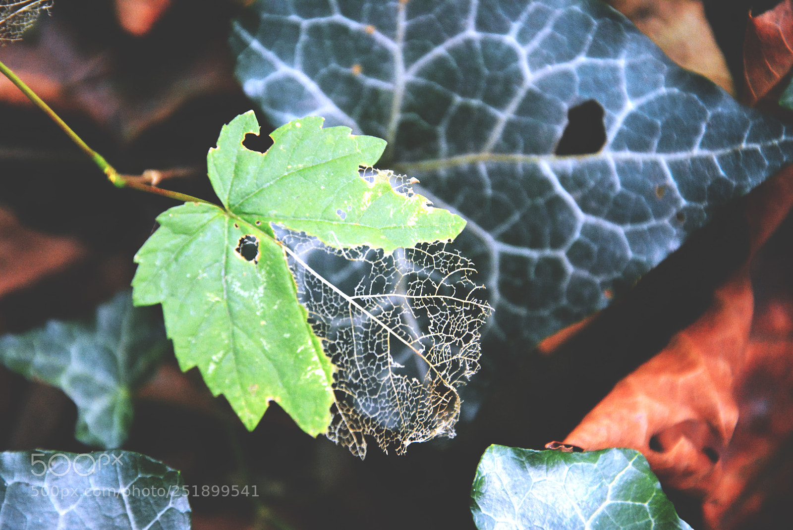 Nikon D5200 sample photo. Leaf photography