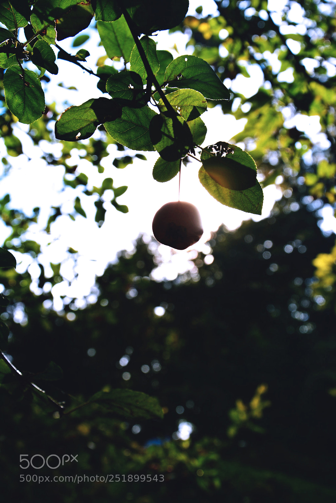 Nikon D5200 sample photo. Nature photography