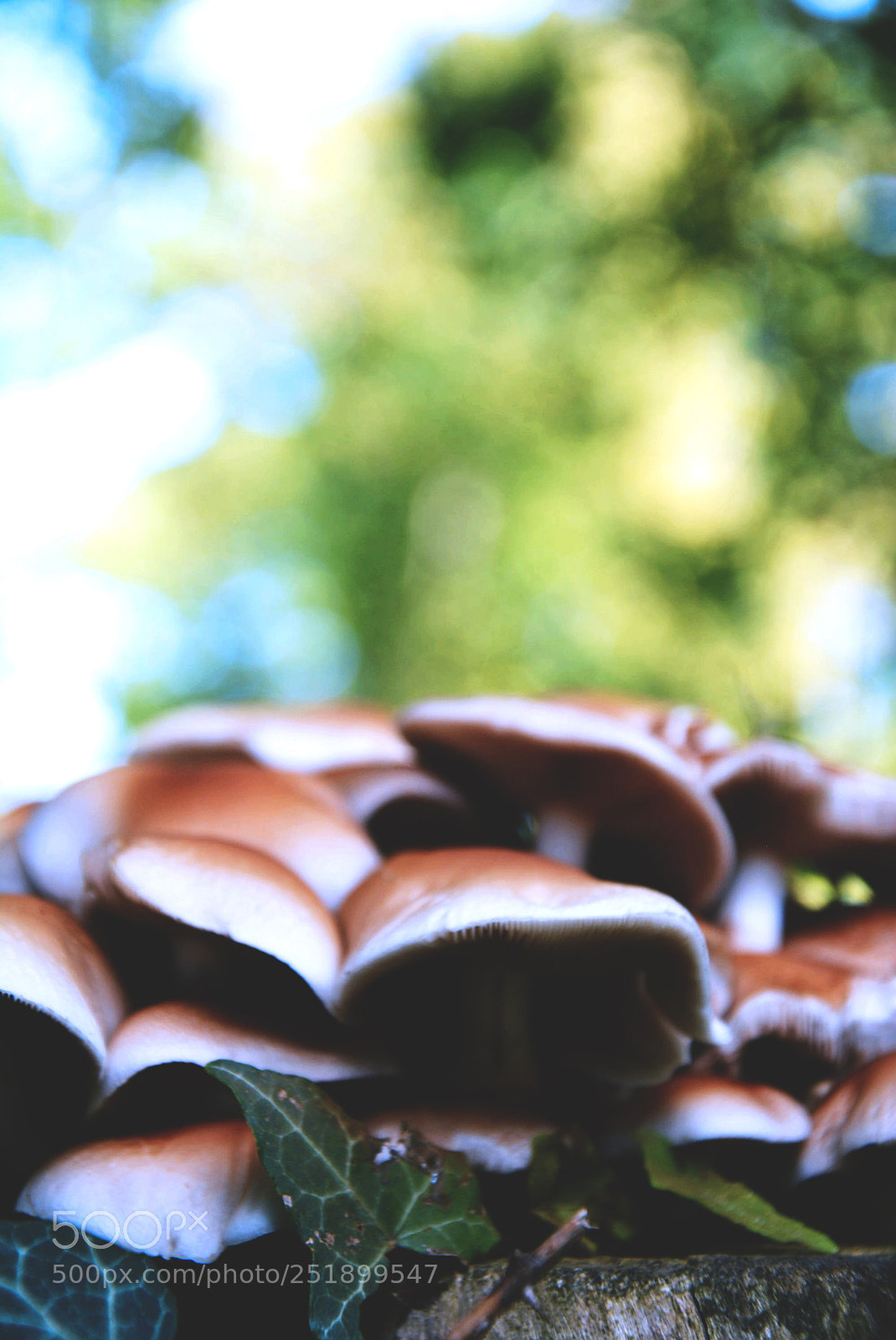 Nikon D5200 sample photo. Mushroom photography
