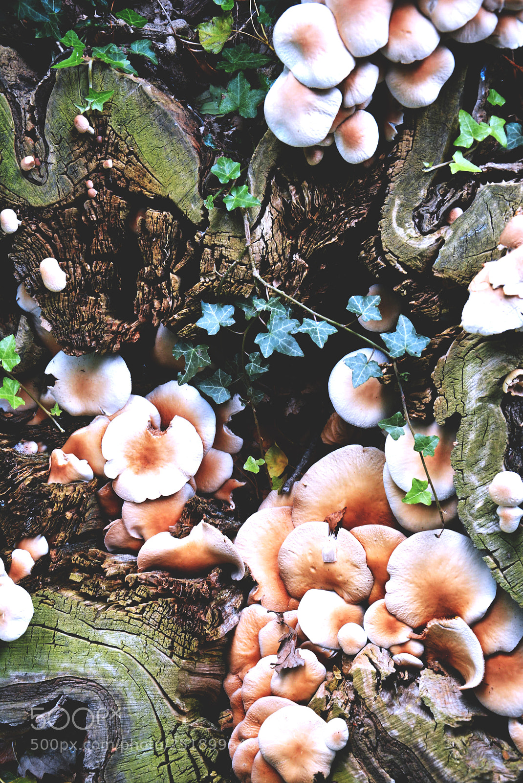 Nikon D5200 sample photo. Mushroom photography