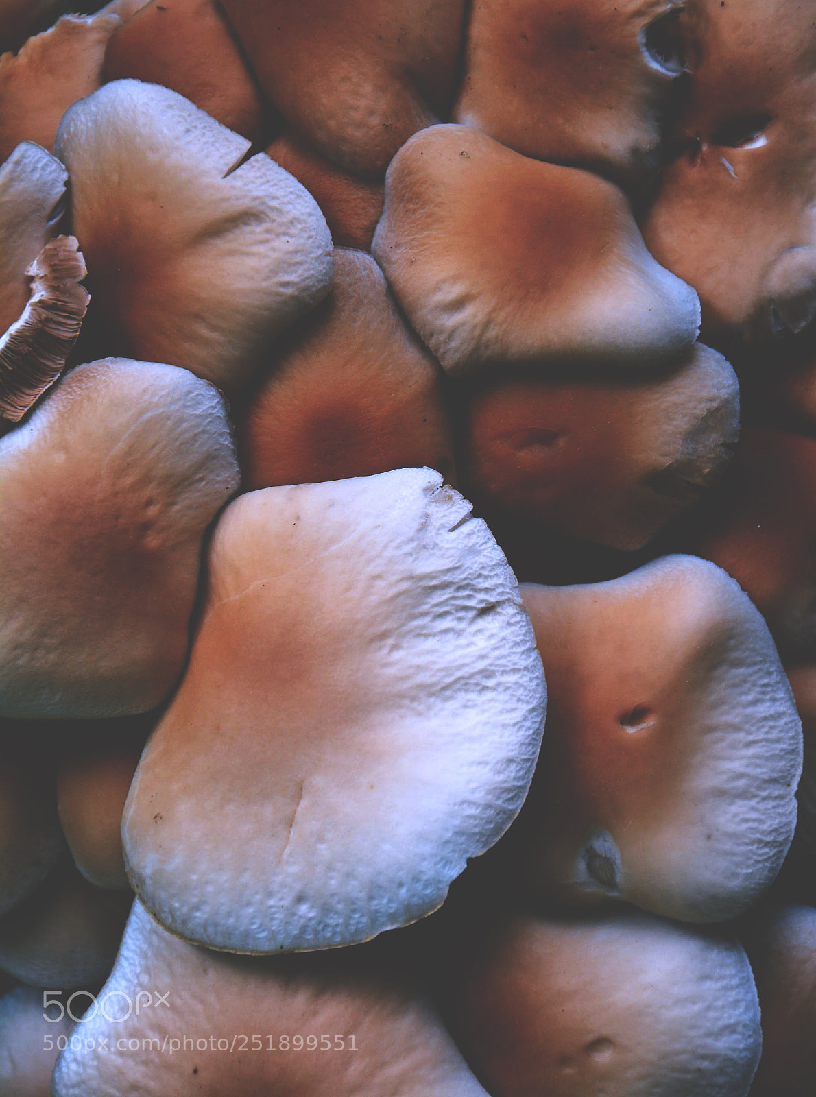 Nikon D5200 sample photo. Mushroom photography