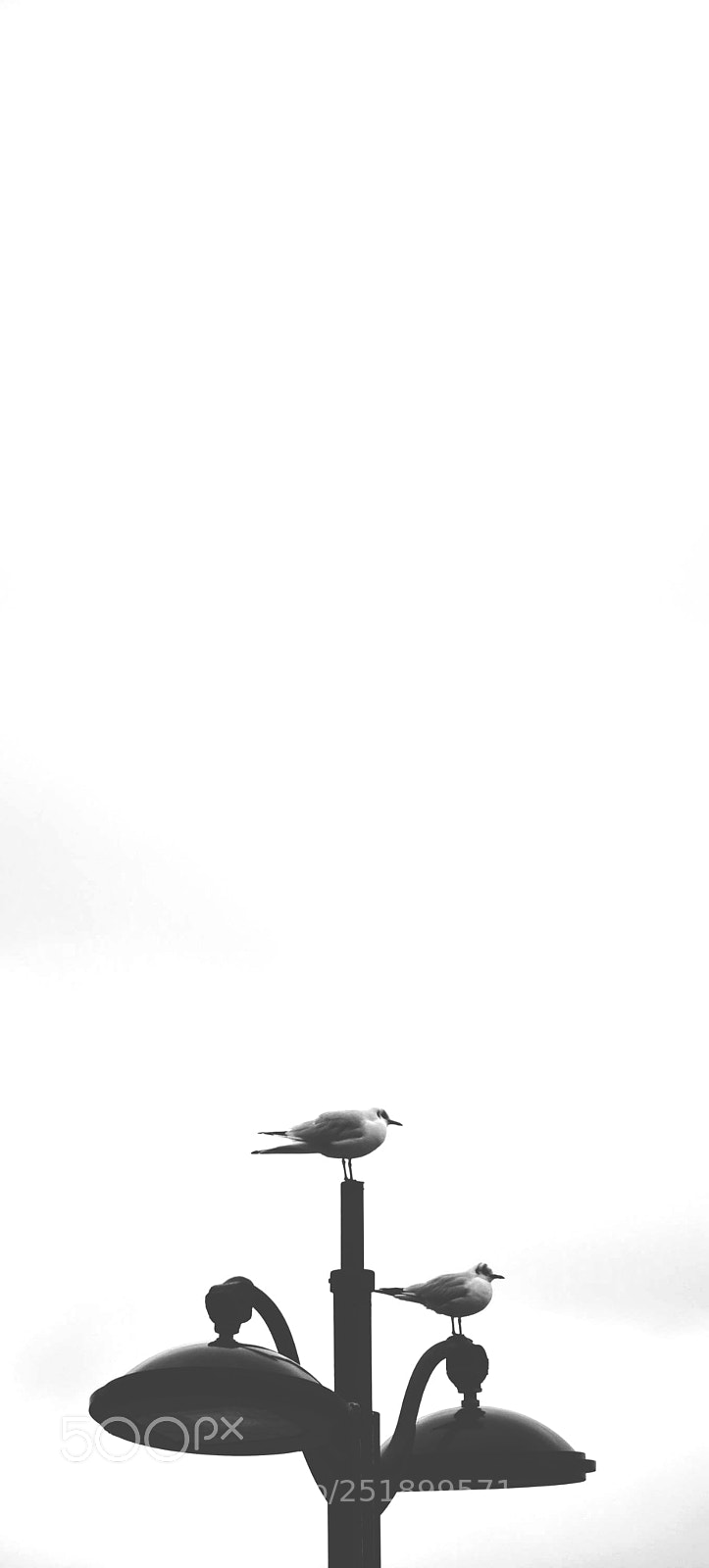 Nikon D5200 sample photo. Birds photography