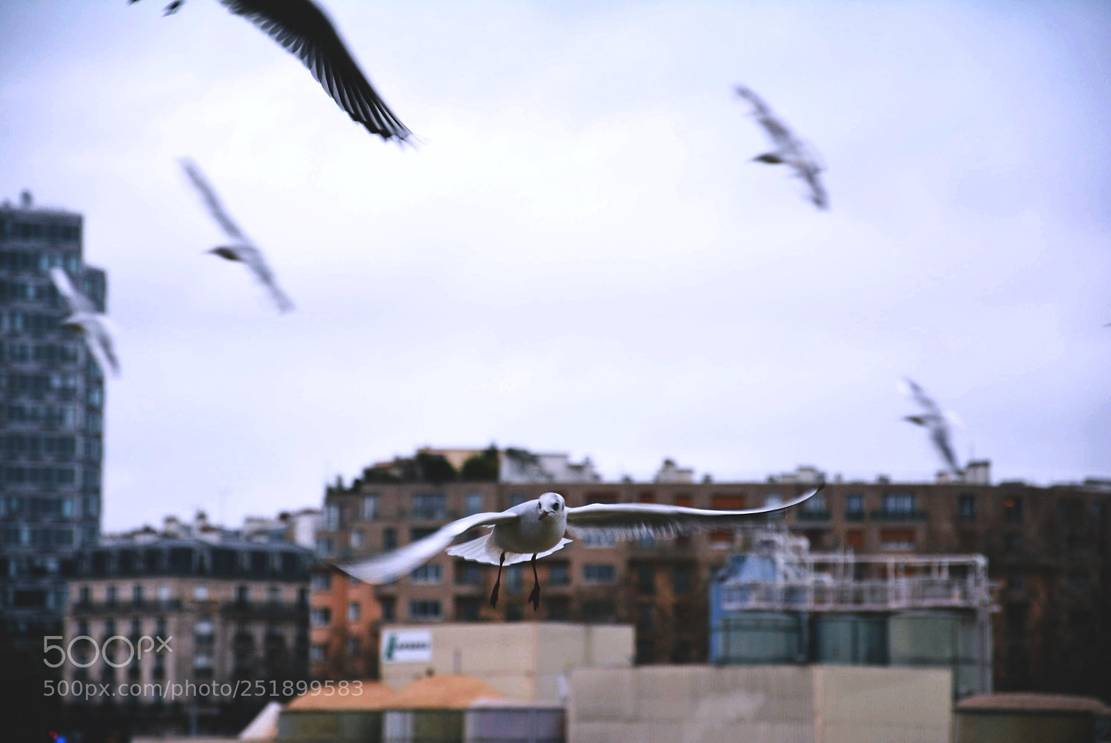 Nikon D5200 sample photo. Birds photography