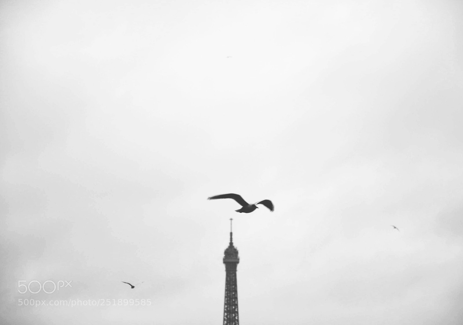 Nikon D5200 sample photo. Birds photography