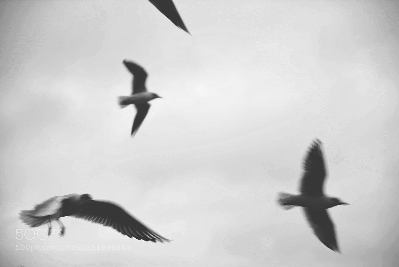 Nikon D5200 sample photo. Birds photography