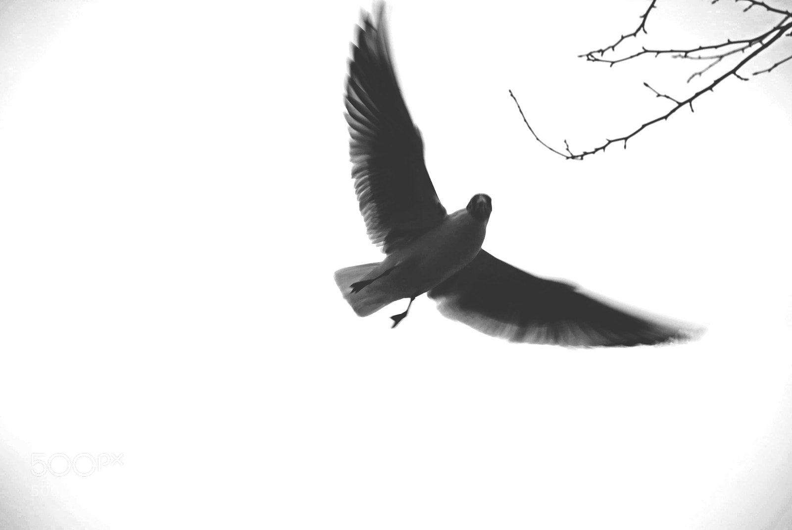 Nikon D5200 sample photo. Birds photography