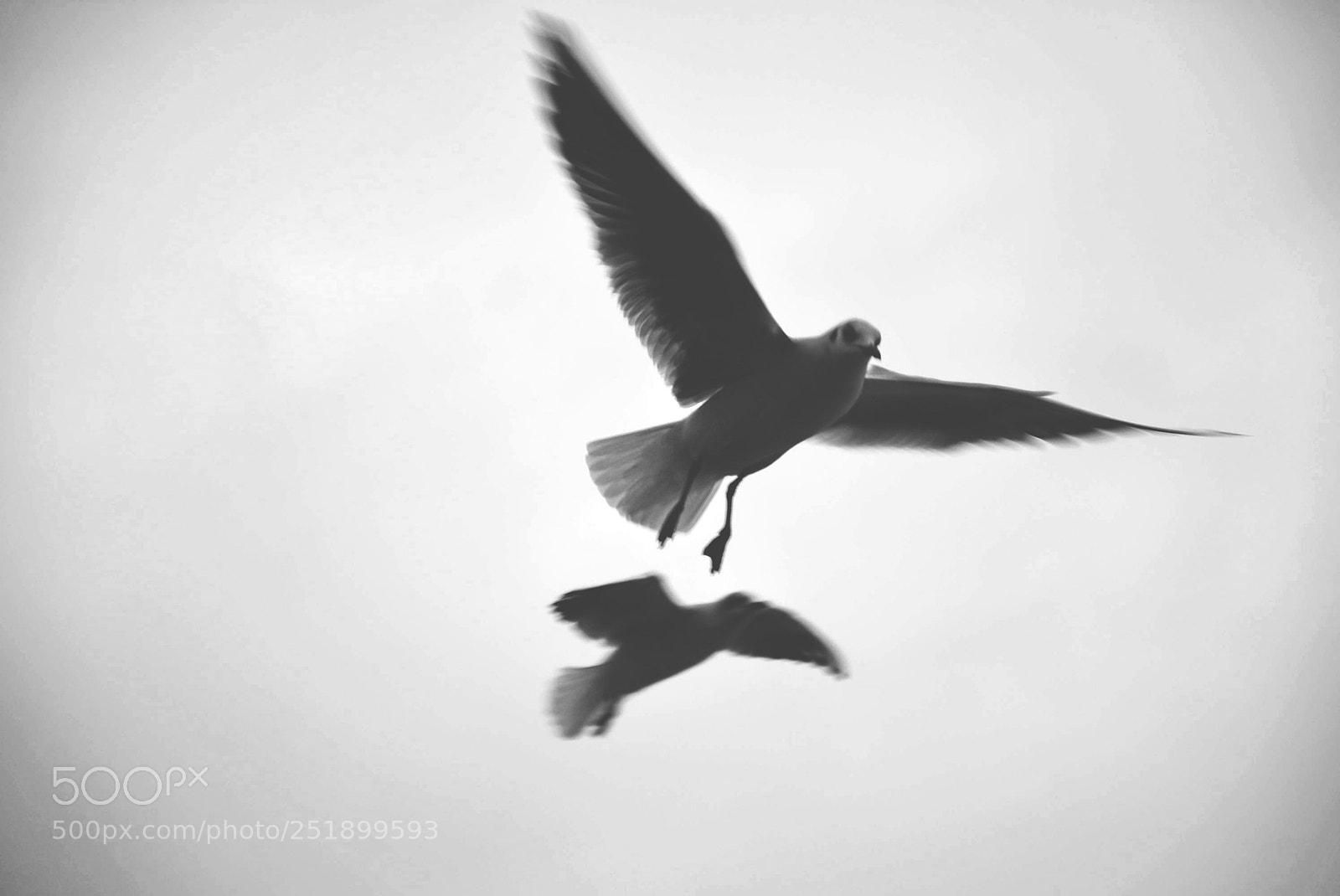 Nikon D5200 sample photo. Birds photography