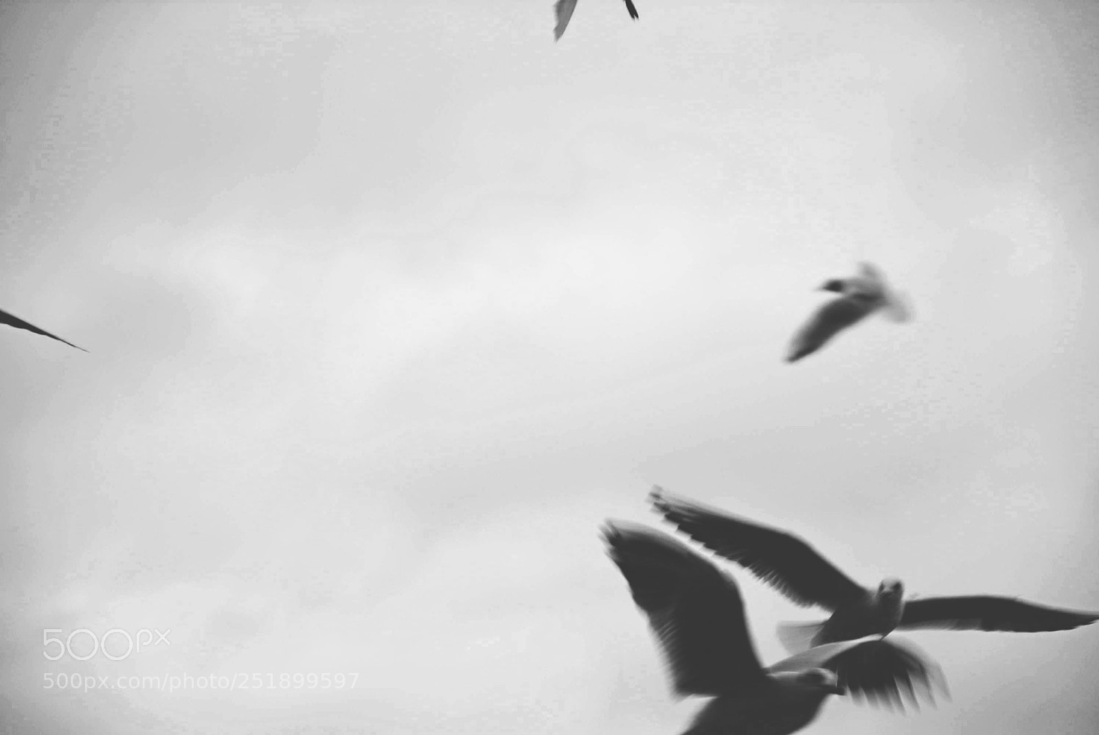 Nikon D5200 sample photo. Birds photography