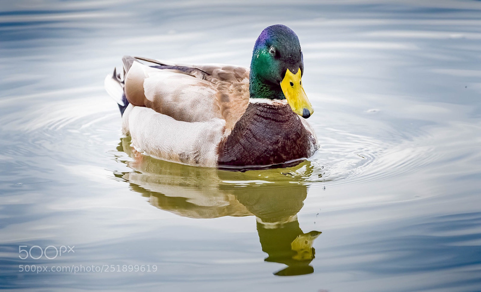 Nikon D500 sample photo. Mallard, male photography