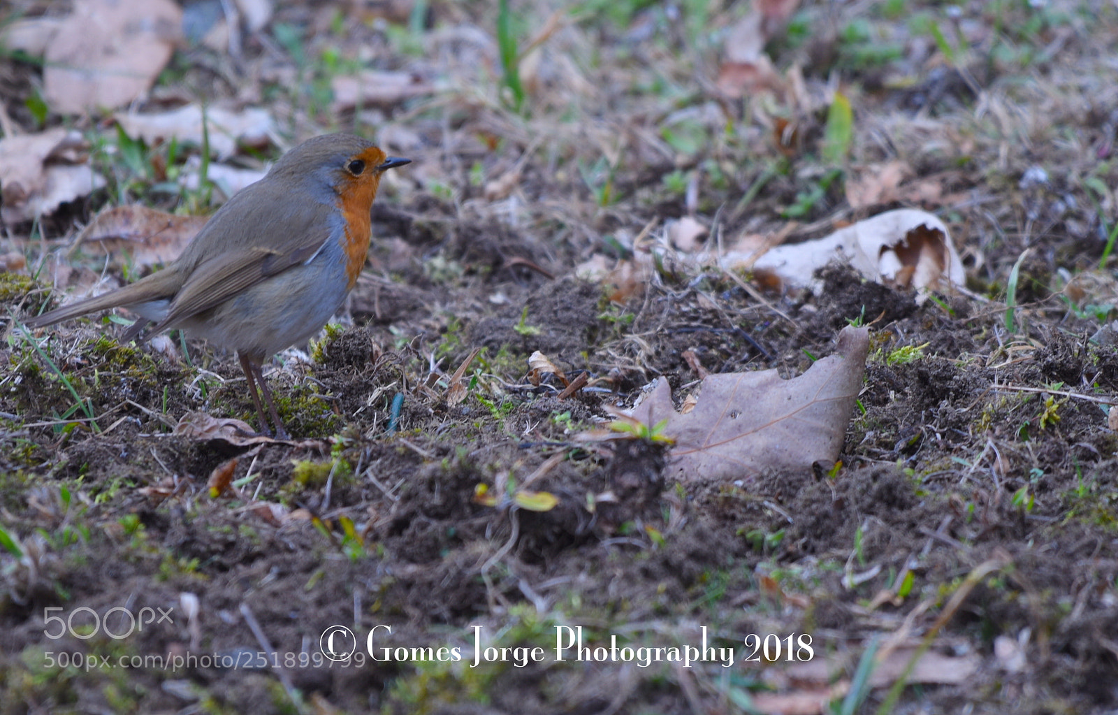 Nikon D810 sample photo. I c a litle photography