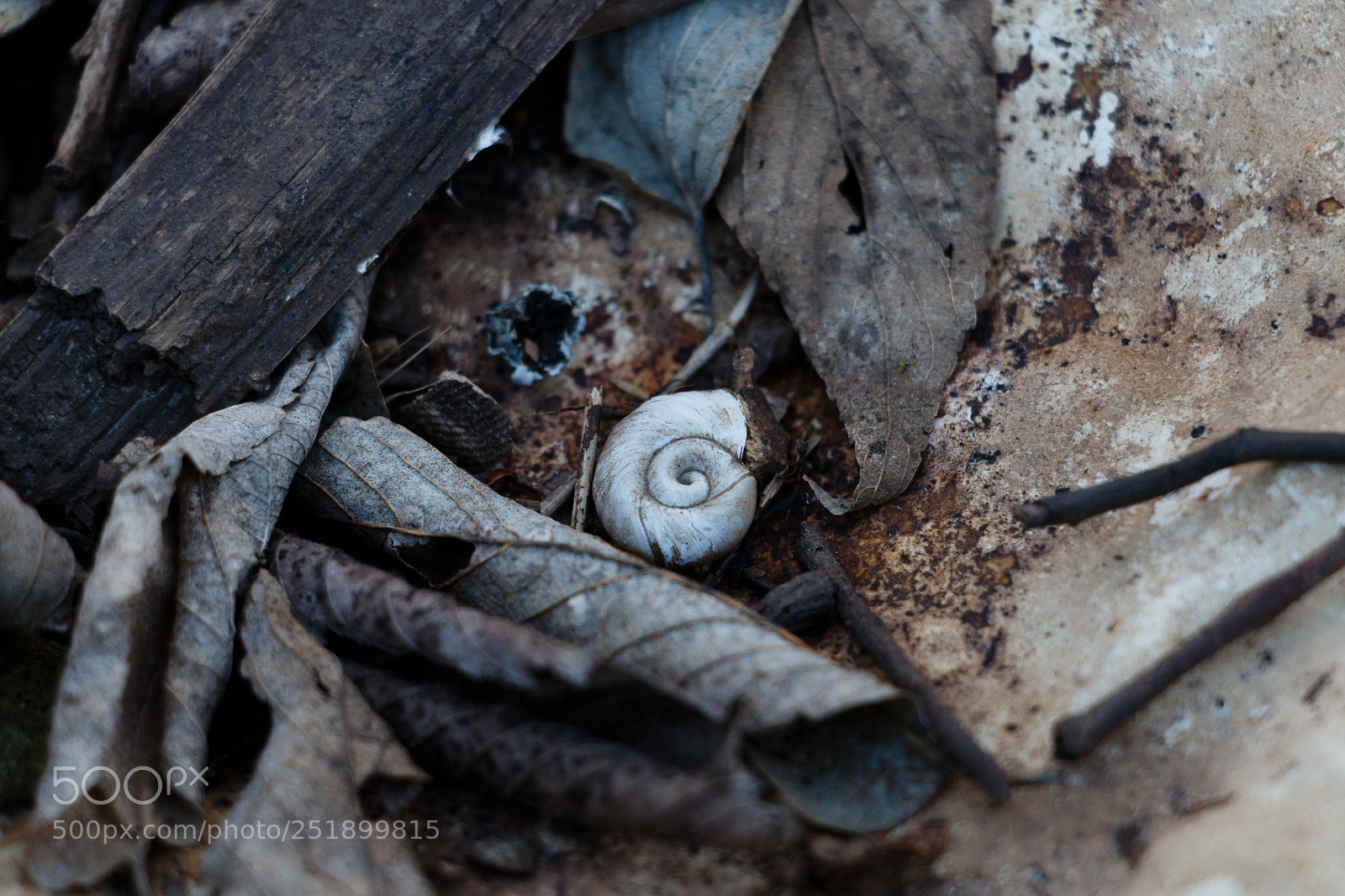 Canon EOS 70D sample photo. Snail photography
