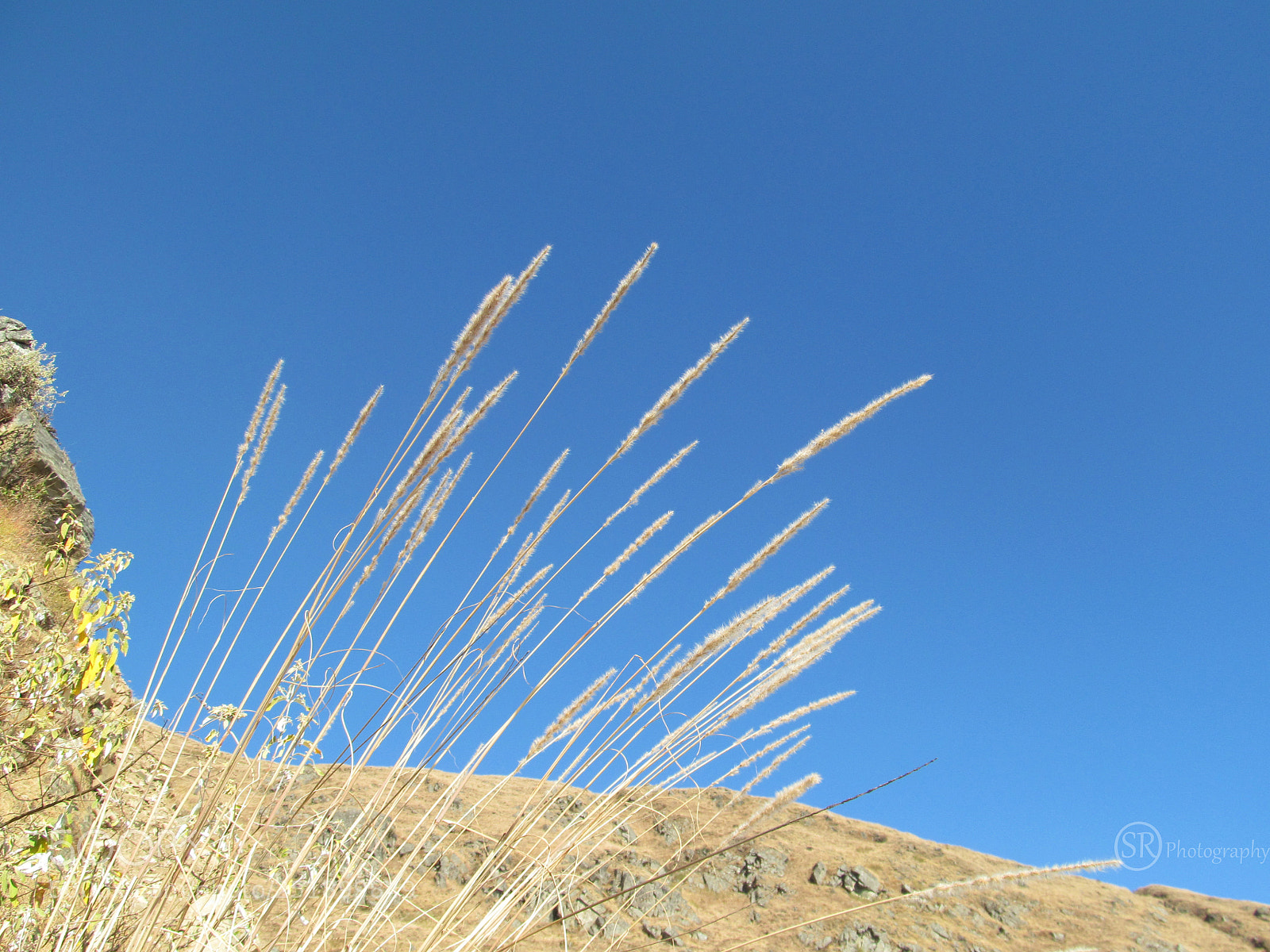 Canon PowerShot SX150 IS sample photo. Standing tall photography