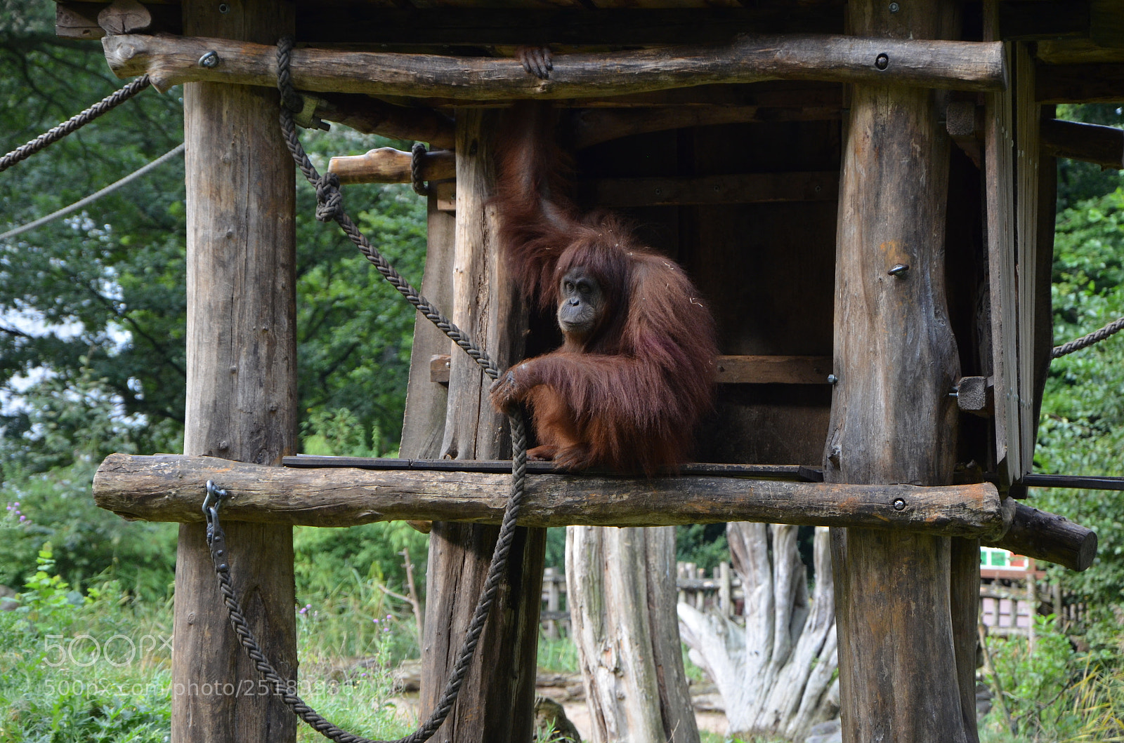 Nikon D5100 sample photo. Affe photography