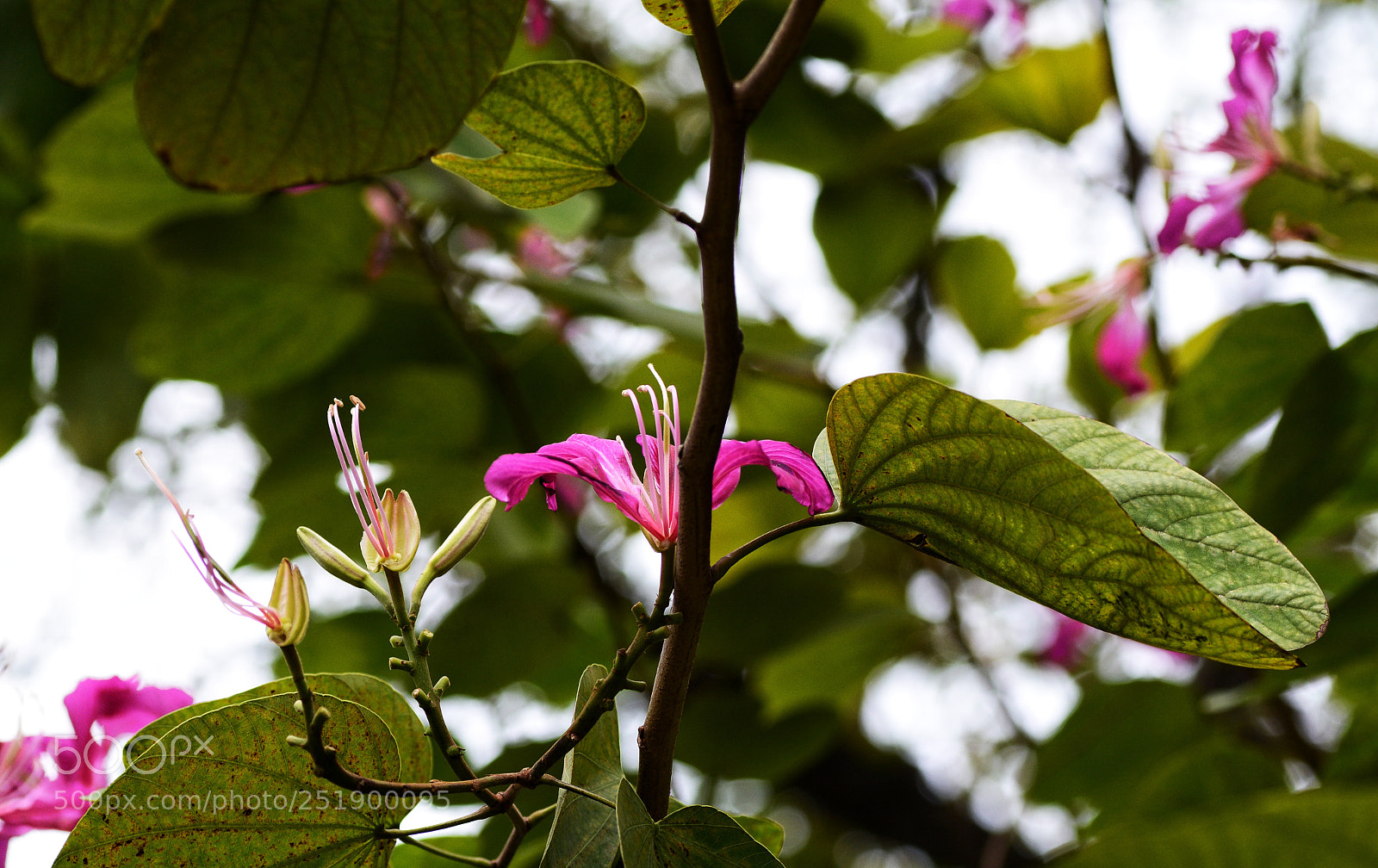 Nikon D7100 sample photo. Untitled photography