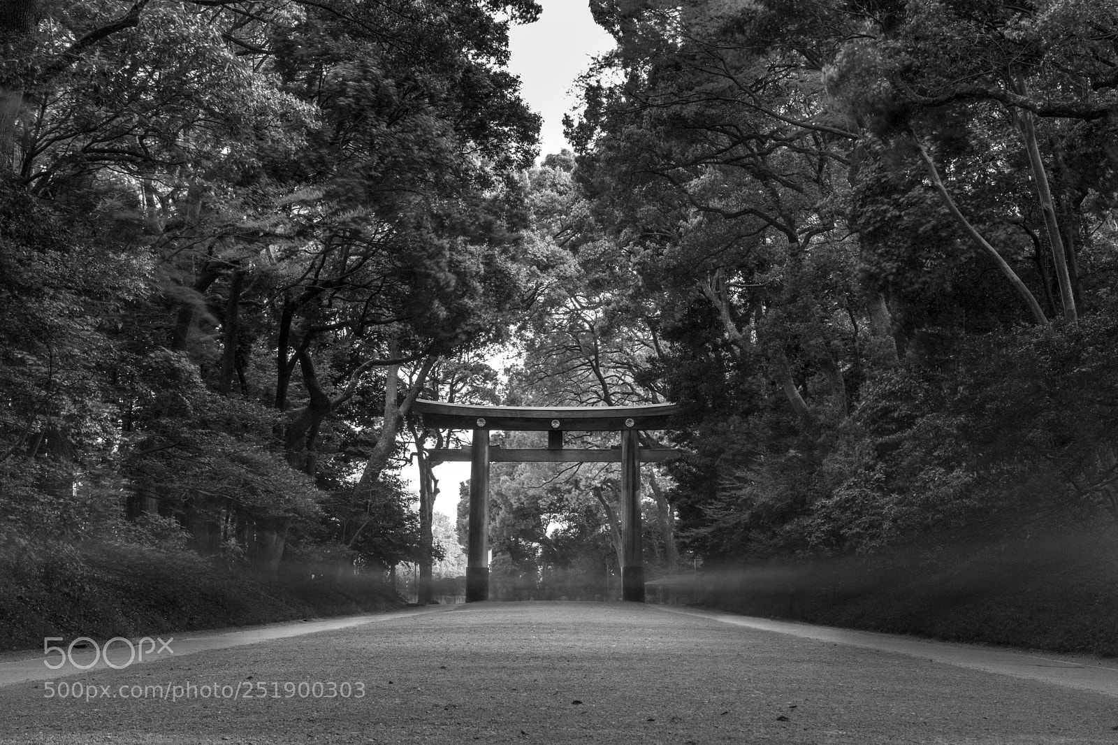 Nikon D7500 sample photo. Meiji jingu photography