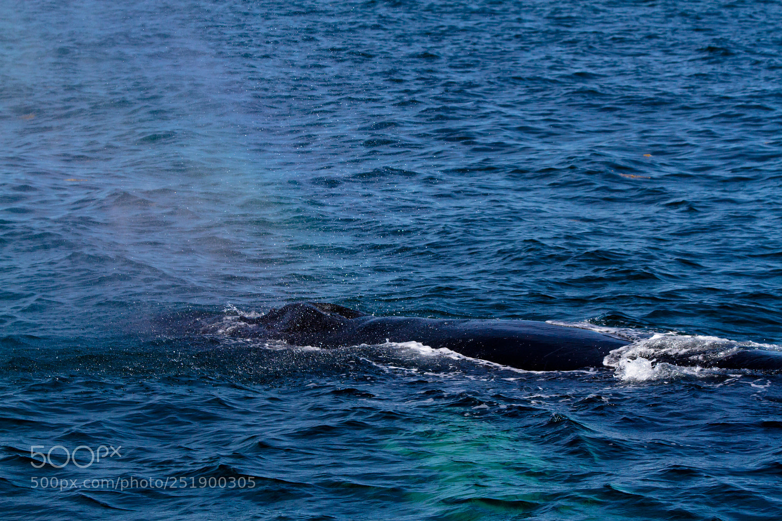 Canon EOS 7D sample photo. Whale in the spotlight photography