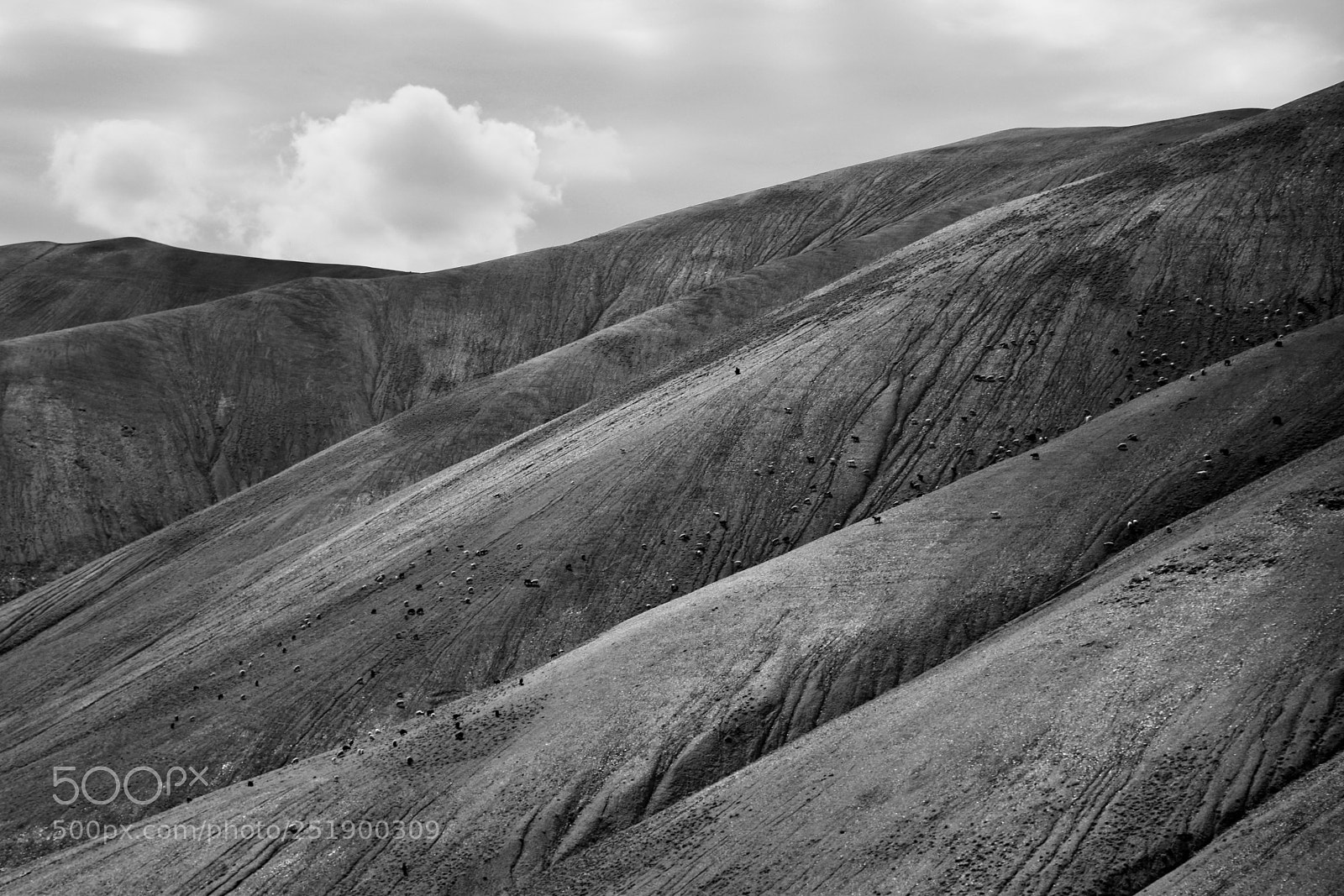 Nikon D5500 sample photo. A lonely goatherd photography