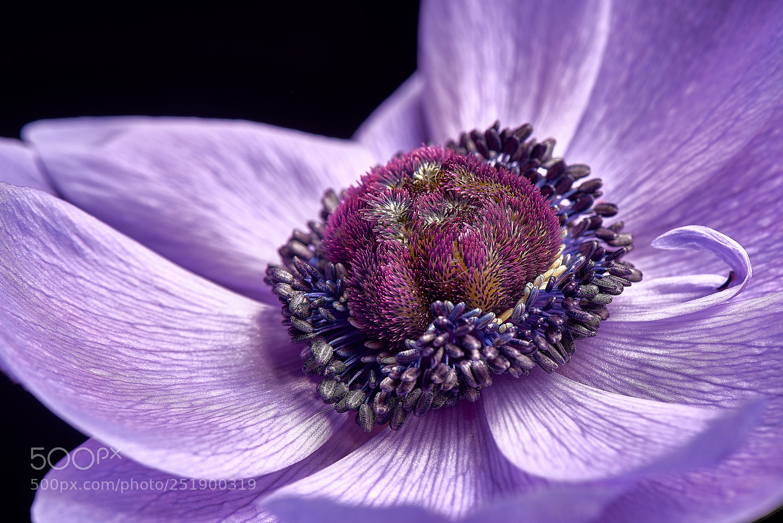 Nikon D810 sample photo. The pointer photography