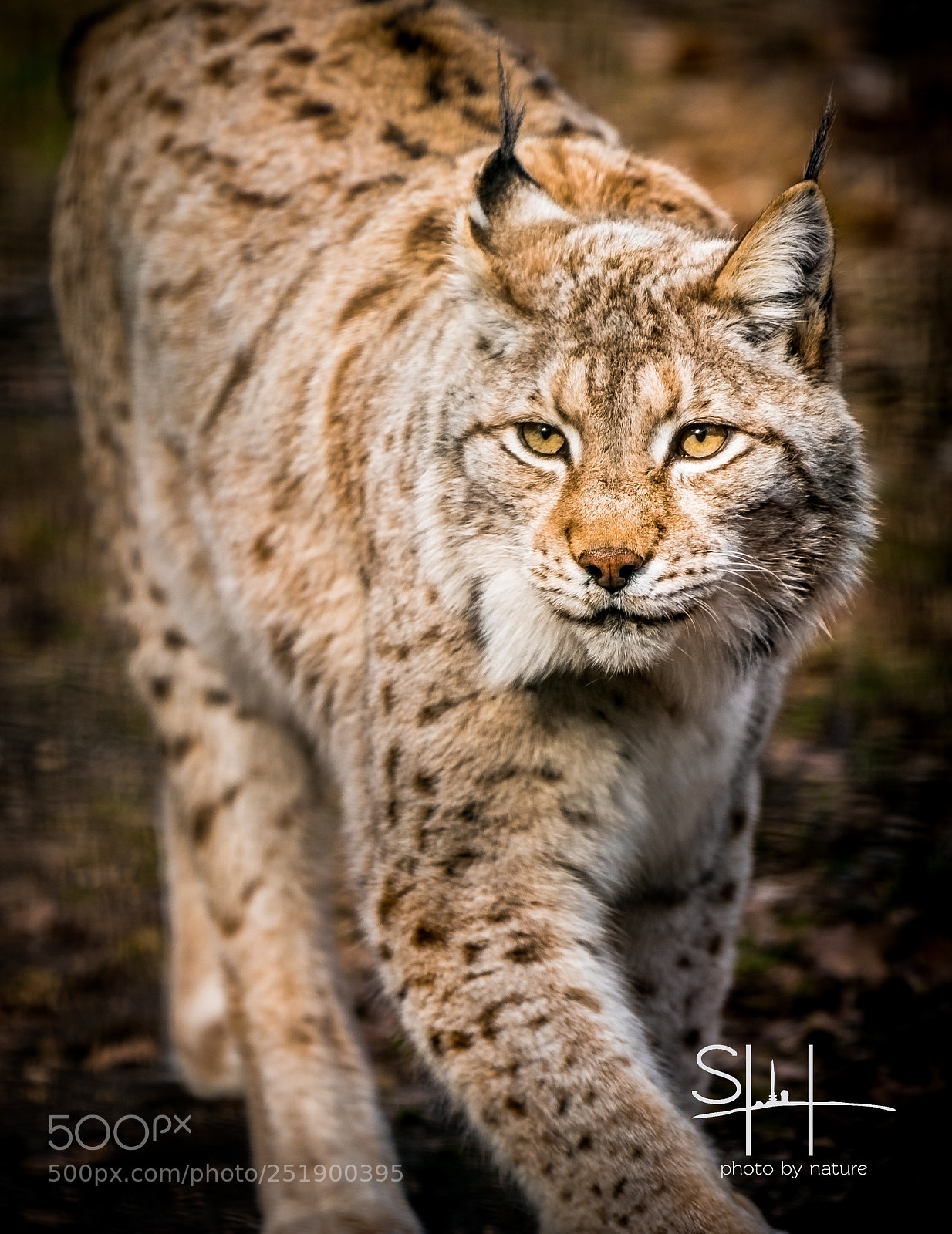 Sony a7 sample photo. Luchs im harz photography