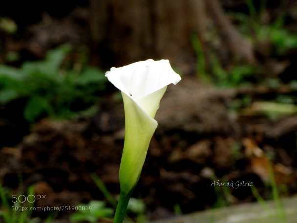 Canon PowerShot SX10 IS sample photo. Sefidi3 photography