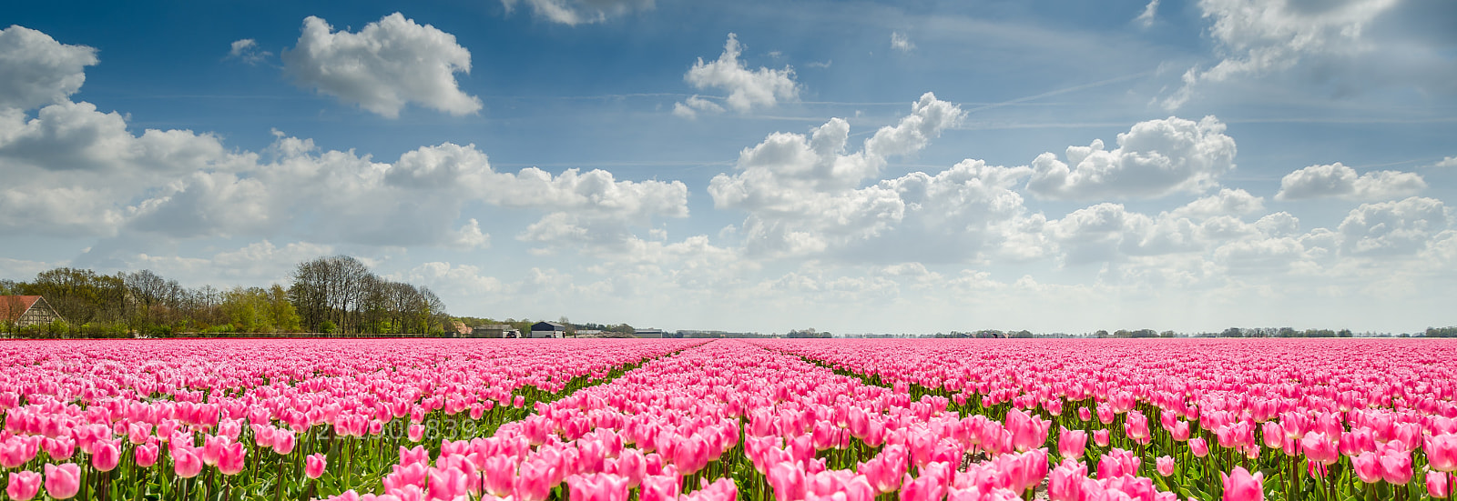 Nikon D7000 sample photo. Pink tulips holland photography