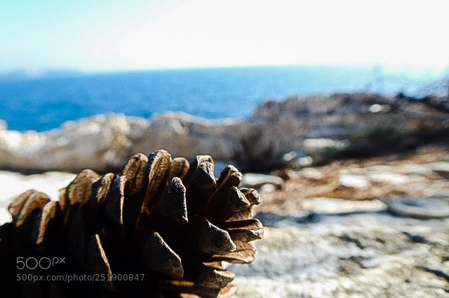 Panasonic Lumix DMC-ZS50 (Lumix DMC-TZ70) sample photo. Pinecone? photography