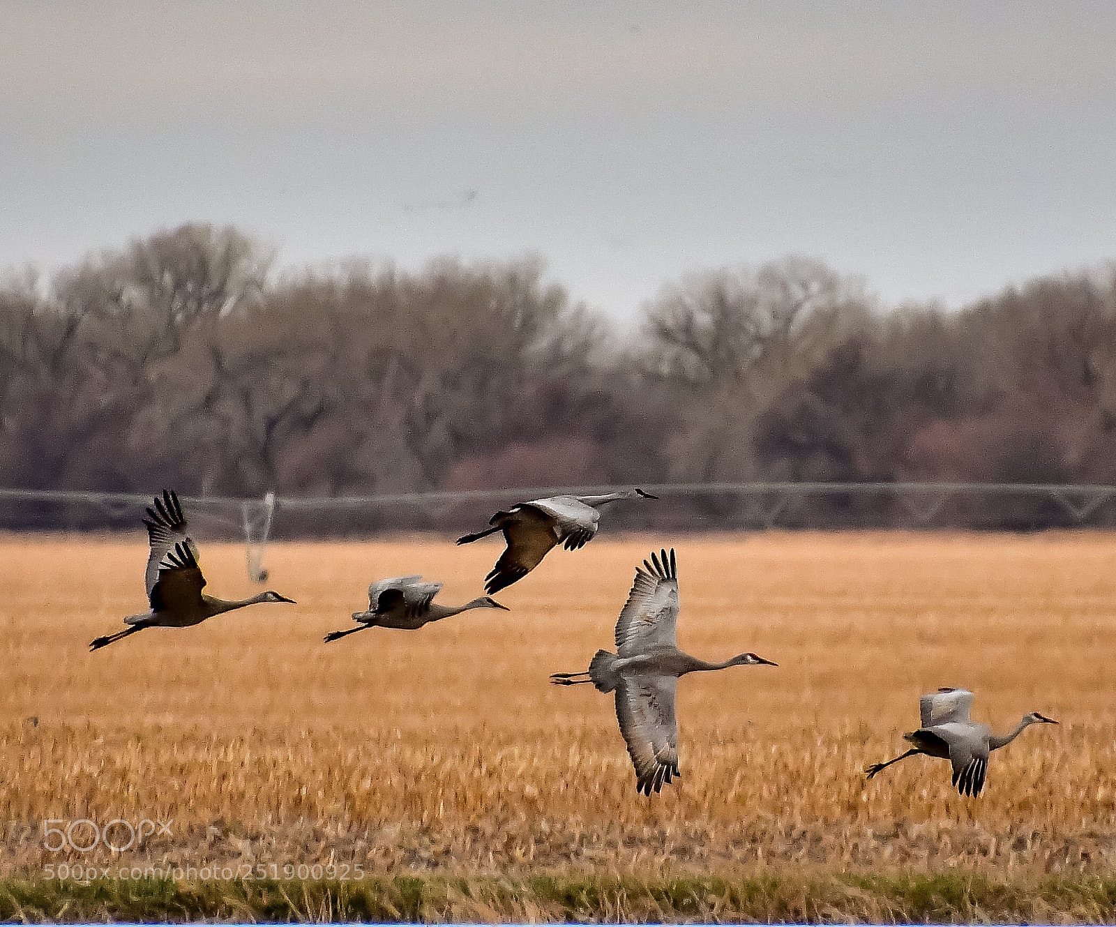 Nikon D7500 sample photo. Flying photography