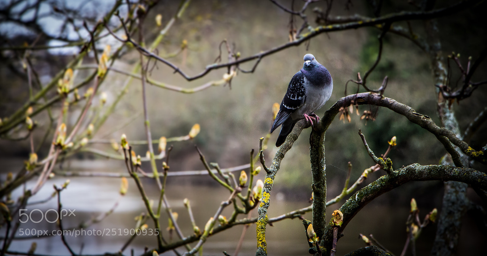 Canon EOS 700D (EOS Rebel T5i / EOS Kiss X7i) sample photo. Sassy pigeon this is photography