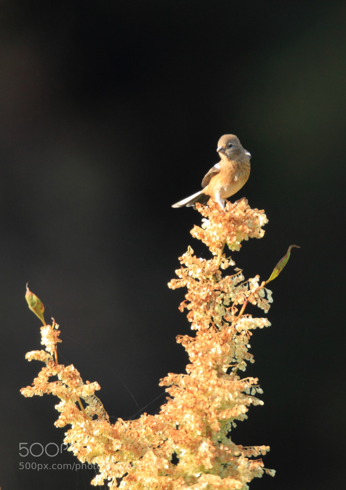 Canon EOS-1D Mark IV sample photo. べにましこ long-tailed rosefinch  photography