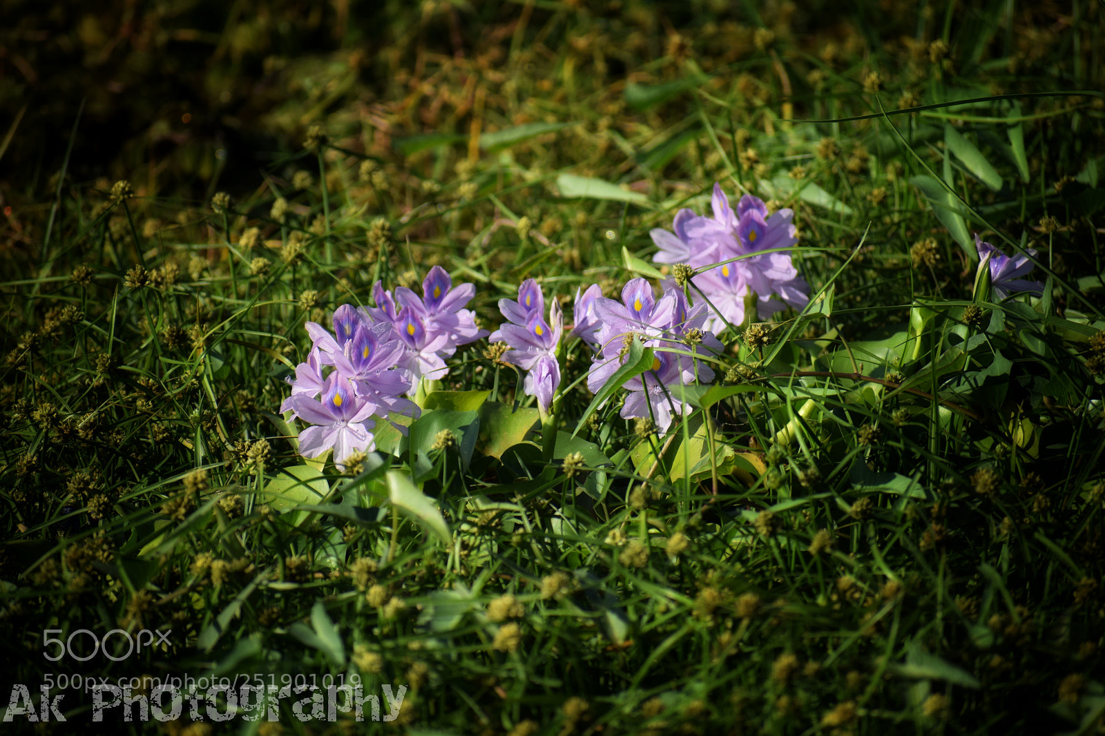 Nikon D3300 sample photo. Violet photography